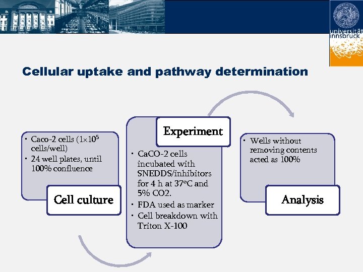 Cellular uptake and pathway determination • Caco-2 cells (1× 105 cells/well) • 24 well