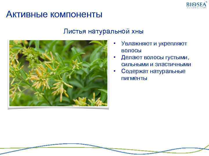 Активные компоненты Листья натуральной хны • Увлажняют и укрепляют волосы • Делают волосы густыми,