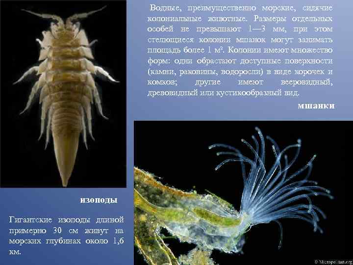  Водные, преимущественно морские, сидячие колониальные животные. Размеры отдельных особей не превышают 1— 3