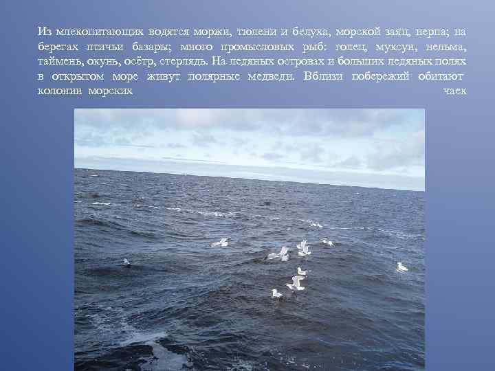 Из млекопитающих водятся моржи, тюлени и белуха, морской заяц, нерпа; на берегах птичьи базары;