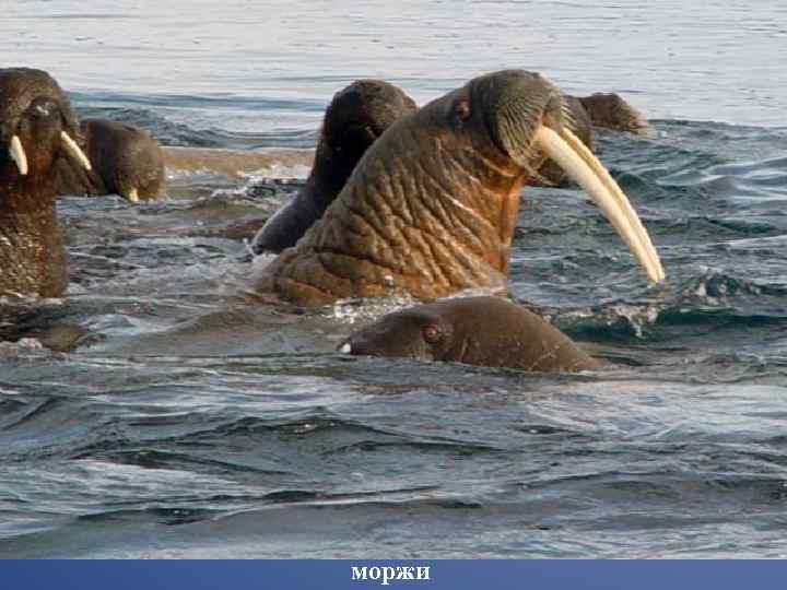 моржи 