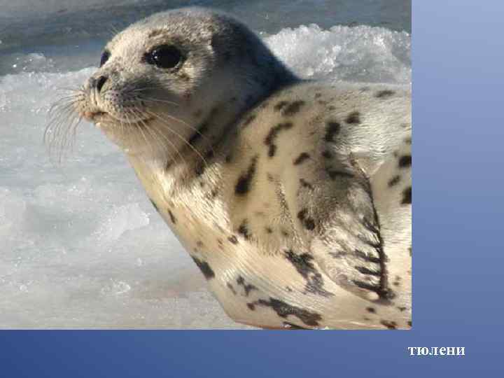 тюлени 