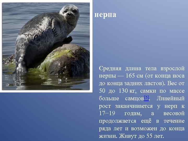 нерпа Средняя длина тела взрослой нерпы — 165 см (от конца носа до конца