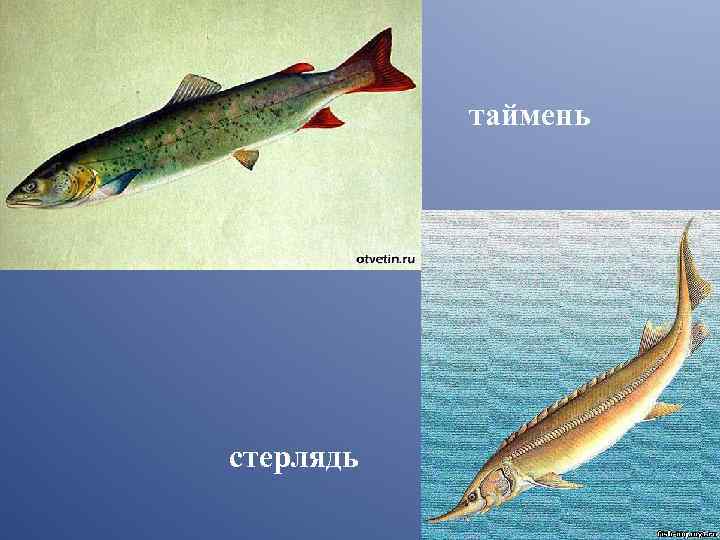 таймень стерлядь 