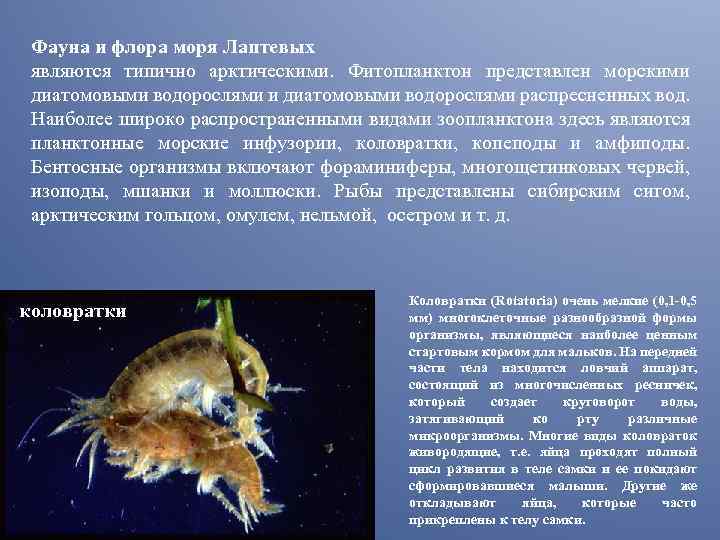 Фауна и флора моря Лаптевых являются типично арктическими. Фитопланктон представлен морскими диатомовыми водорослями распресненных