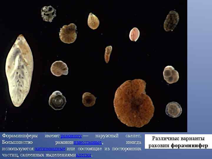 Фораминиферы имеют раковину — наружный скелет. Большинство раковинизвестковые, иногда используются хитиноидные или состоящие из