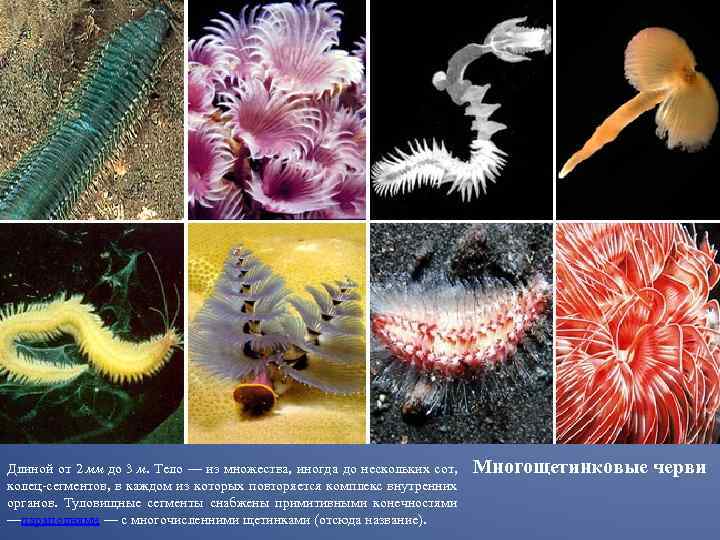 Длиной от 2 мм до 3 м. Тело — из множества, иногда до нескольких
