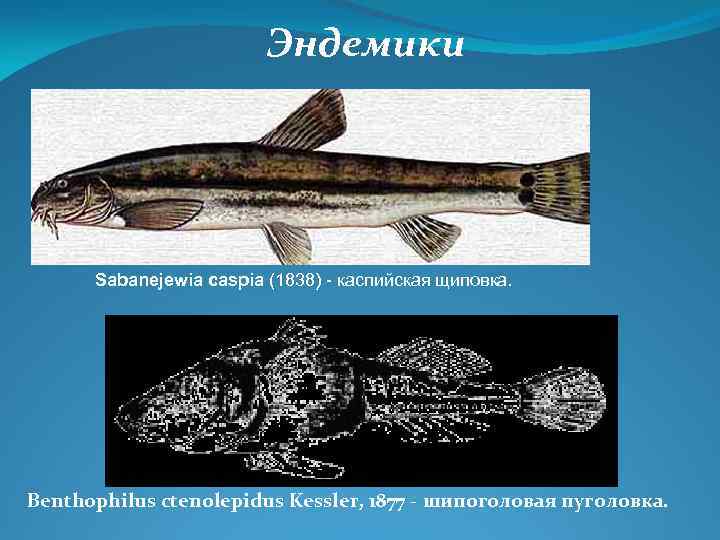 Эндемики Sabanejewia caspia (1838) - каспийская щиповка. Benthophilus ctenolepidus Kessler, 1877 - шипоголовая пуголовка.