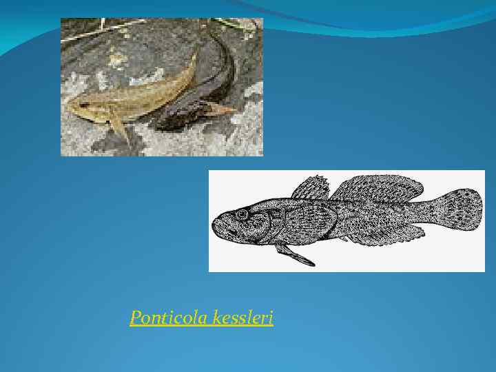 Ponticola kessleri 