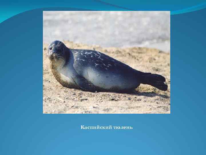 Каспийский тюлень 