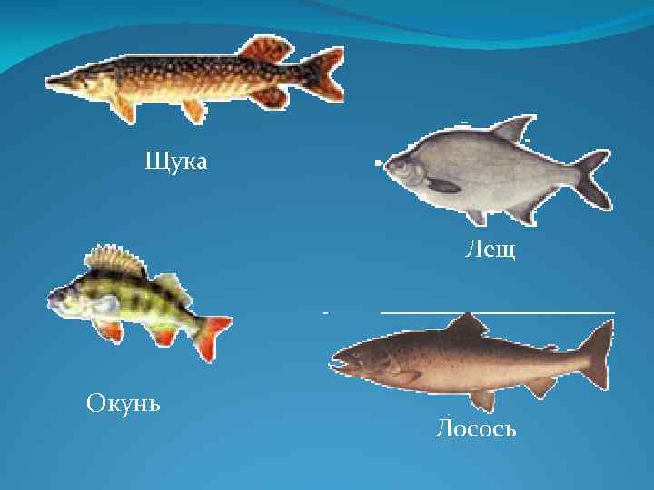 Щука Лещ Окунь Лосось 