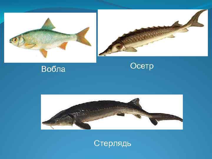 Вобла Осетр Стерлядь 