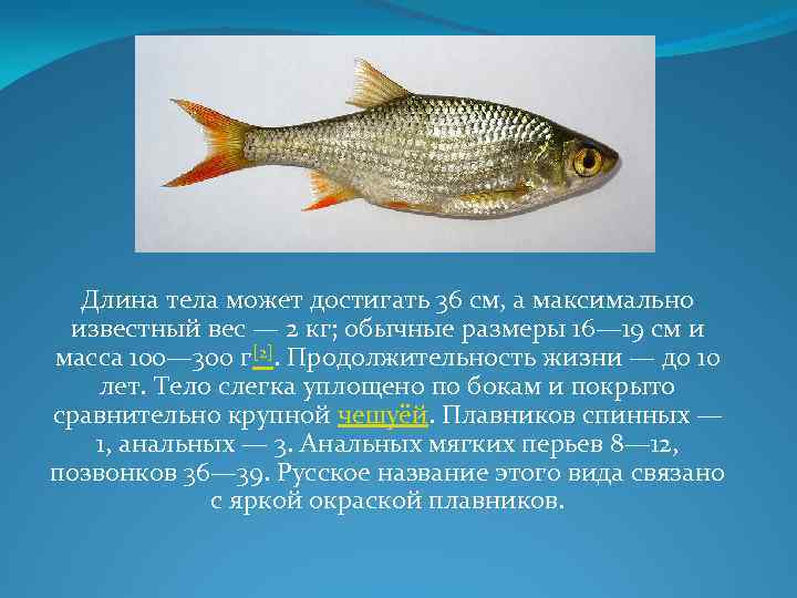 Длина тела может достигать 36 см, а максимально известный вес — 2 кг; обычные