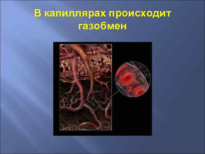 В капиллярах происходит газобмен 
