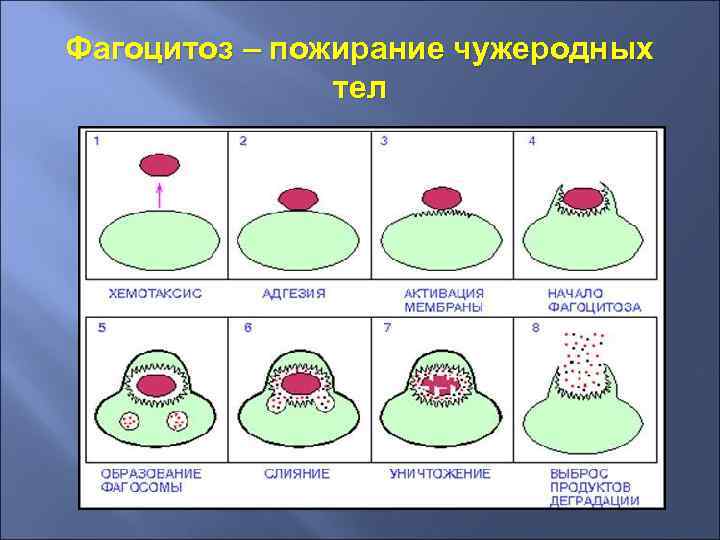 Фагоцитоз – пожирание чужеродных тел 