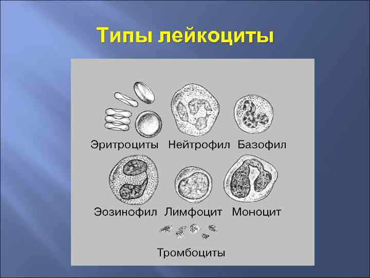 Типы лейкоциты 