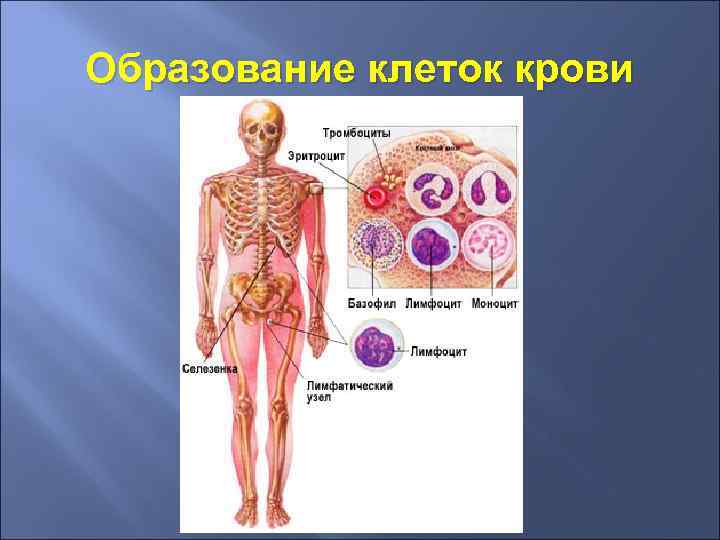 Образование клеток крови 