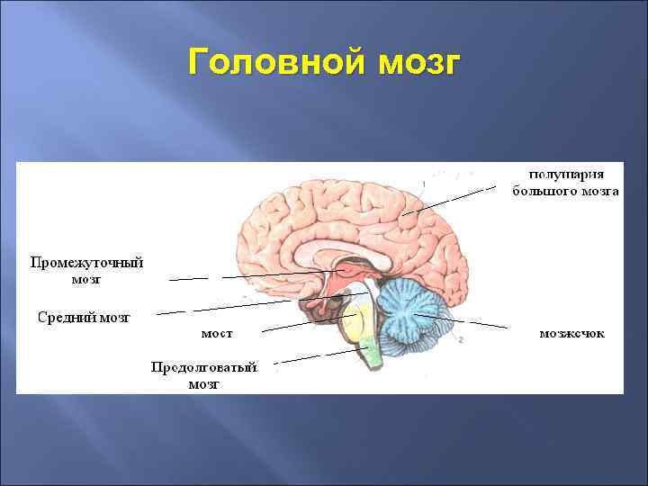 Головной мозг 