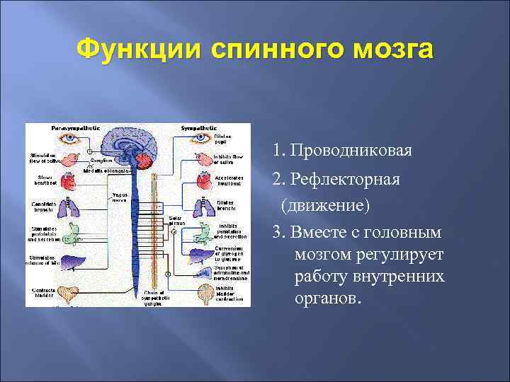 Функции спинного мозга 1. Проводниковая 2. Рефлекторная (движение) 3. Вместе с головным мозгом регулирует