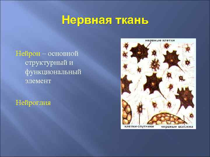 Нервная ткань Нейрон – основной структурный и функциональный элемент Нейроглия 