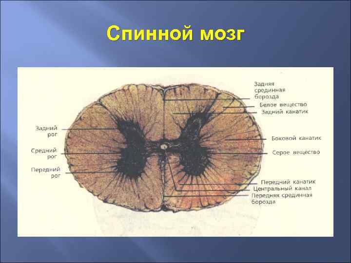 Спинной мозг 