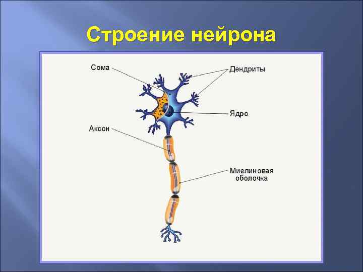 Строение нейрона 