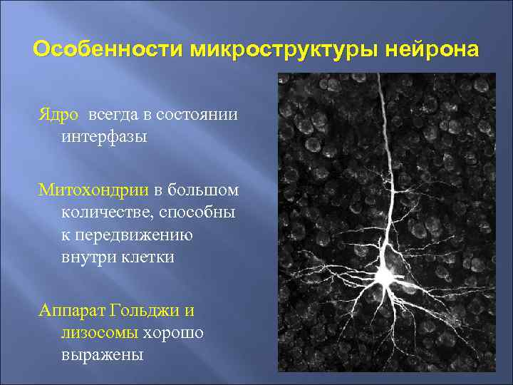 Особенности микроструктуры нейрона Ядро всегда в состоянии интерфазы Митохондрии в большом количестве, способны к