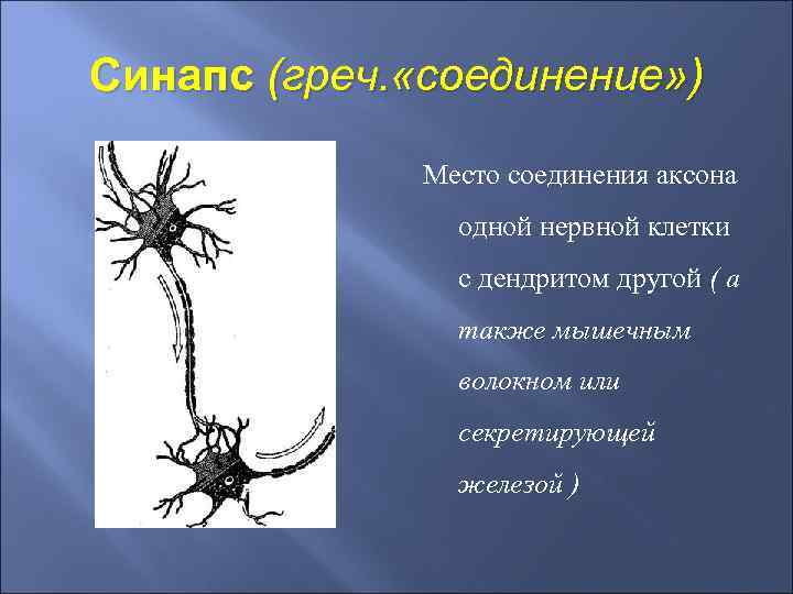 Синапс (греч. «соединение» ) Место соединения аксона одной нервной клетки с дендритом другой (