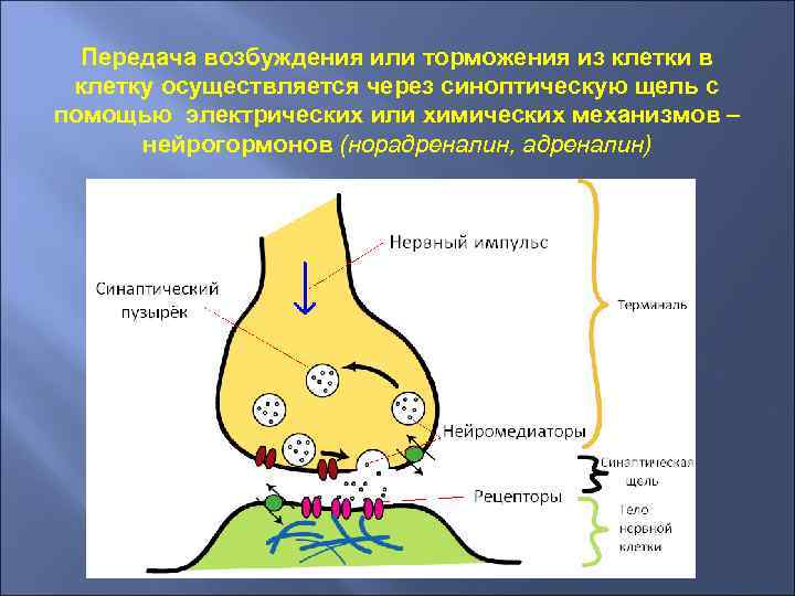 Передача возбуждения или торможения из клетки в клетку осуществляется через синоптическую щель с помощью