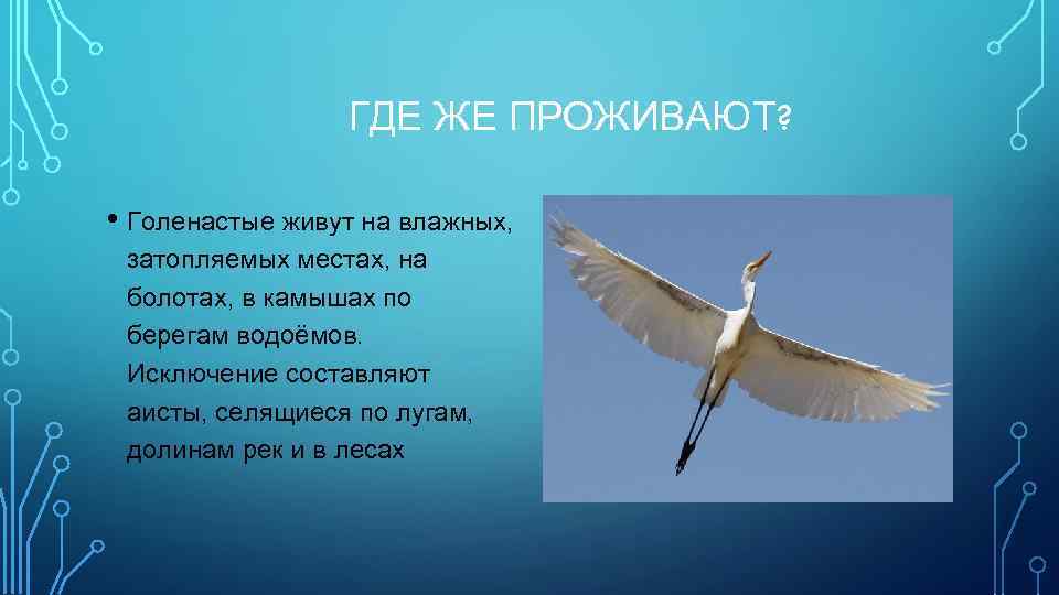 ГДЕ ЖЕ ПРОЖИВАЮТ? • Голенастые живут на влажных, затопляемых местах, на болотах, в камышах