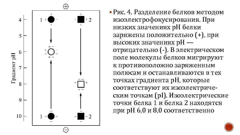 § Рис. 4. Разделение белков методом изоэлектрофокусирования. При низких значениях р. Н белки заряжены