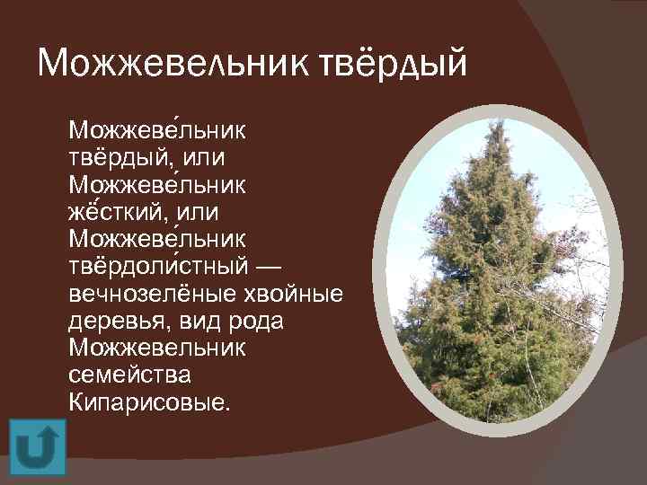 Картинка можжевельник твердый