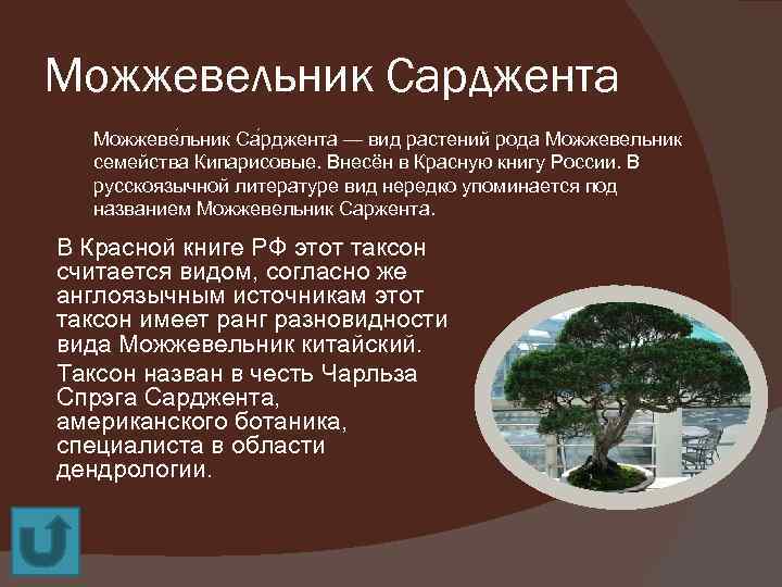 Можжевельник Сарджента Можжеве льник Са рджента — вид растений рода Можжевельник семейства Кипарисовые. Внесён