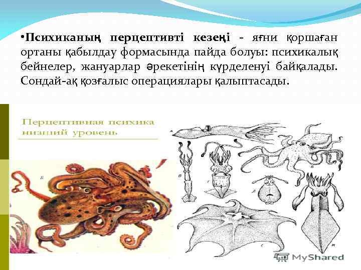  • Психиканың перцептивті кезеңі - яғни қоршаған ортаны қабылдау формасында пайда болуы: психикалық