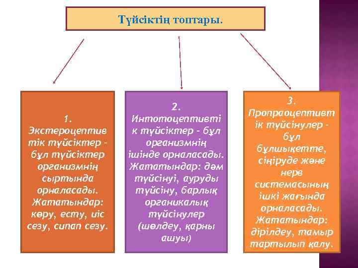 Түйсіктің топтары. 1. Экстероцептив тік түйсіктер – бұл түйсіктер организмнің сыртында орналасады. Жататындар: көру,