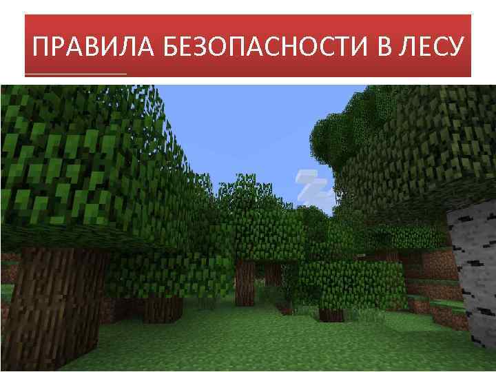 ПРАВИЛА БЕЗОПАСНОСТИ В ЛЕСУ 