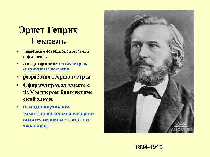 Эрнст Генрих Геккель • • немецкий естествоиспытатель и философ. Автор терминов питекантроп, филогенез и