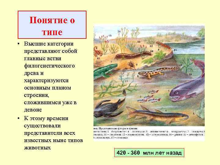 Понятие о типе • Высшие категории представляют собой главные ветви филогенетического древа и характеризуются