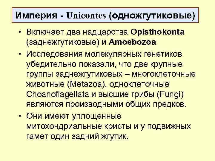 Империя - Unicontes (одножгутиковые) • Включает два надцарства Opisthokonta (заднежгутиковые) и Amoebozoa • Исследования