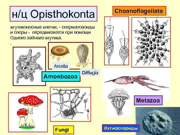 н/ц Opisthokontа Choanoflagellata жгутиконосные клетки, - сперматозоиды и споры - передвигаются при помощи Одного