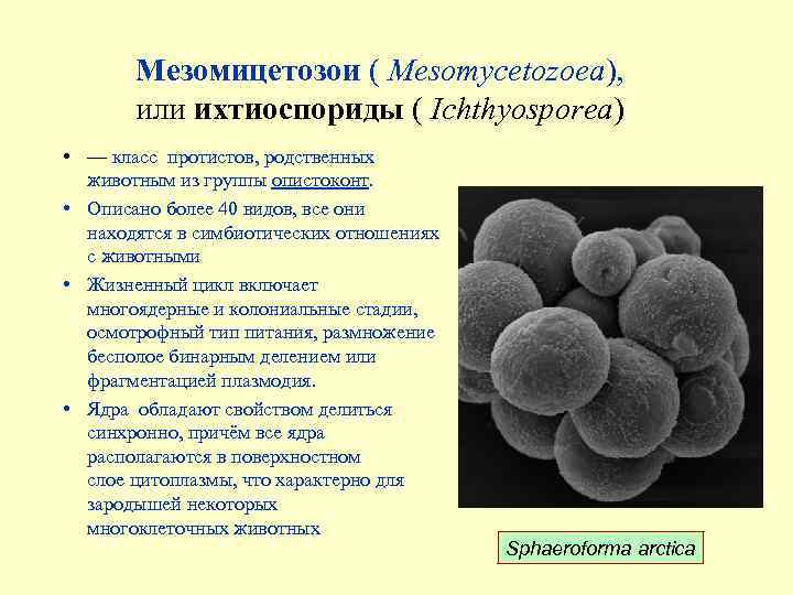 Мезомицетозои ( Mesomycetozoea), или ихтиоспориды ( Ichthyosporea) • — класс протистов, родственных животным из