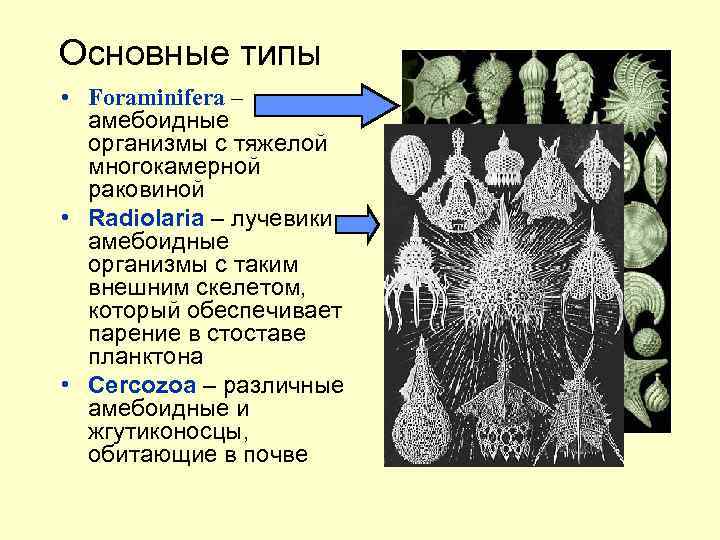 Основные типы • Foraminifera – амебоидные организмы с тяжелой многокамерной раковиной • Radiolaria –