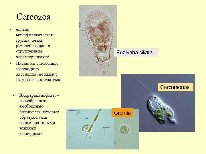 Сercozoa • единая монофилетическая группа, очень разнообразная по структурным характеристикам Питаются с помощью нитевидных