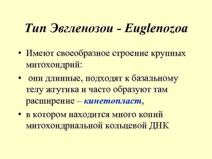 Тип Эвгленозои - Euglenozoa • Имеют своеобразное строение крупных митохондрий: • они длинные, подходят