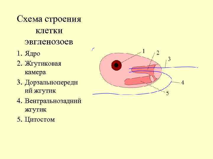 Схема строения клетки эвгленозоев 1. Ядро 2. Жгутиковая камера 3. Дорзальнопередн ий жгутик 4.