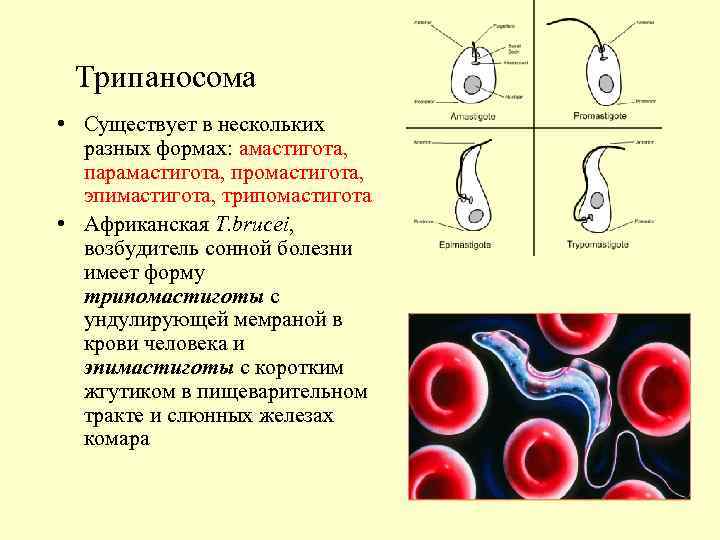 Трипаносома • Существует в нескольких разных формах: амастигота, парамастигота, промастигота, эпимастигота, трипомастигота • Африканская