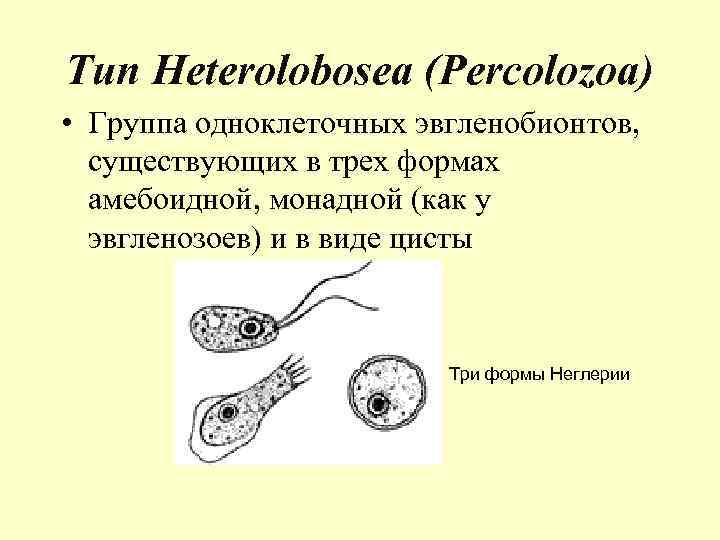 Тип Heterolobosea (Percolozoa) • Группа одноклеточных эвгленобионтов, существующих в трех формах амебоидной, монадной (как