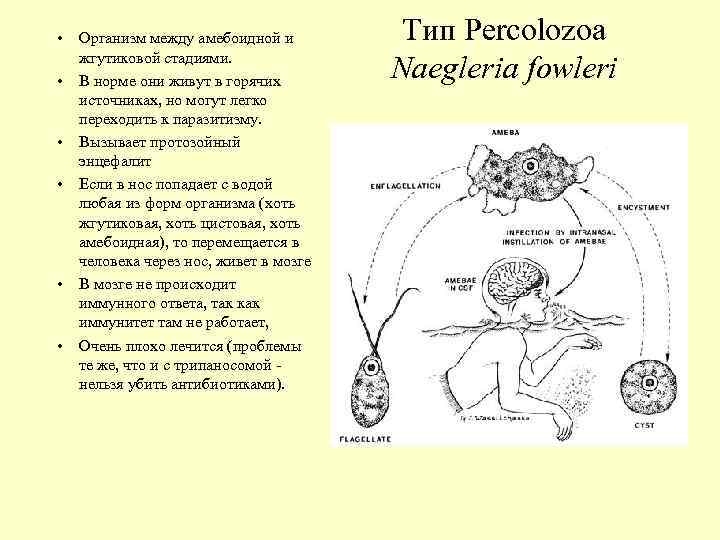  • • • Организм между амебоидной и жгутиковой стадиями. В норме они живут