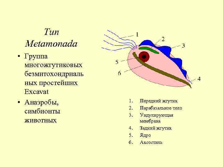 Тип Metamonada • Группа многожгутиковых безмитохондриаль ных простейших Excavat • Анаэробы, симбионты животных 1.