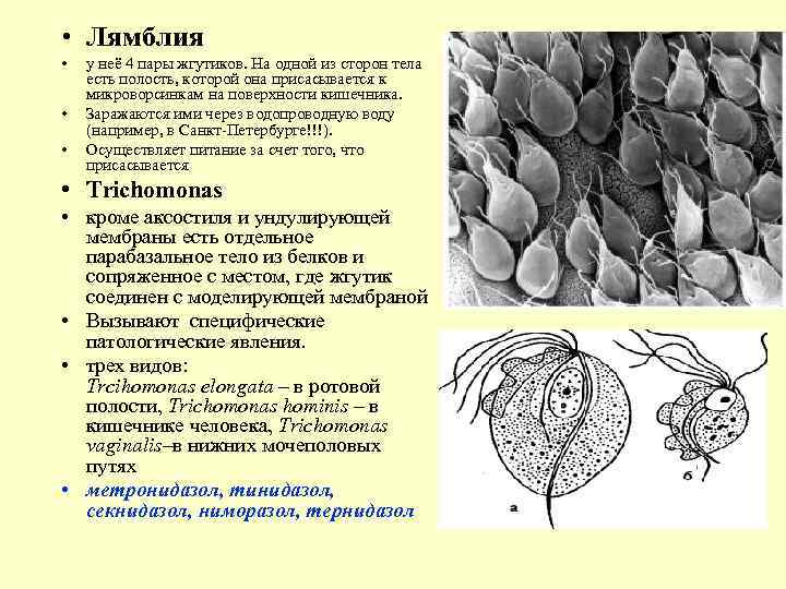  • Лямблия • • • у неё 4 пары жгутиков. На одной из